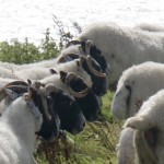 Sheep on Hestan Island