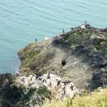 Cormorant on the rock on the East side of Hestan Island, in the Solway Firth