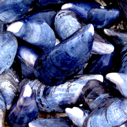 Mussels on Hestan Island Rack