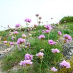 Sea Pink, Latin name: Armeria maritima