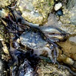 Shore Crab, Latin name: Carcinus maenas