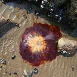 Jellyfish on Hestan Shoreline