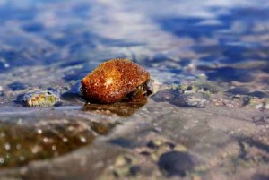 Hermit Crab - Hestan Island Shoreline